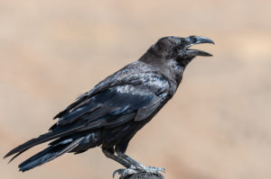 クルミ爆弾　デントリペア